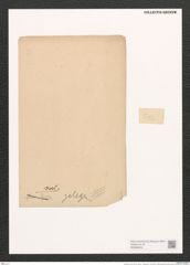 Navicula sp. (de-Toni-Nr.: Genus 1, Species 231, 232 & 240 ?) Zeichnungen Sammlung Grunow (NHMW-BOT-W0368253)